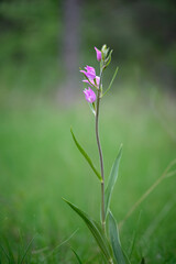 Naklejka premium Rote Waldvöglein, Purpur-Waldvöglein, Cephalanthera rubra