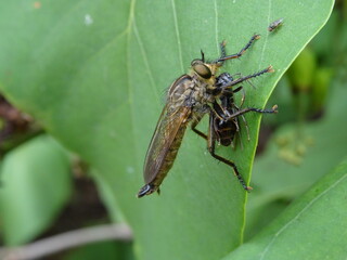 Insect of the robber fly family (Asilidae) with victim on green leaf.