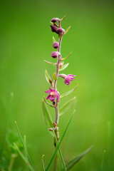 Braunrote Stendelwurz, Rotbraune Stendelwurz, Braunroter Sitter, Epipactis atrorubens