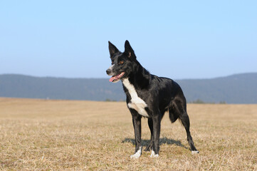 American Border Collie stands on field
