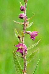 Braunrote Stendelwurz, Rotbraune Stendelwurz, Braunroter Sitter, Epipactis atrorubens