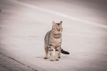 gatos silvestres en la calle