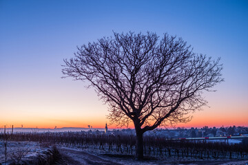 sunrise in the winter