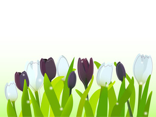 Illustration of purple and white tulips. Garden bed. Spring design element.