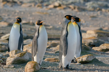 Obraz na płótnie Canvas The King Penguin (Aptenodytes patagonicus)