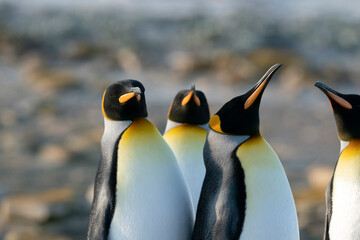 The King Penguin (Aptenodytes patagonicus)