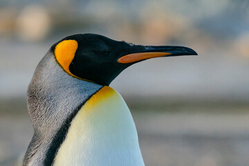 The King Penguin (Aptenodytes patagonicus)