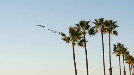 Big pelican birds flying, pelecanus flock soaring in sky, large wingspan. Palm tree in Oceanside,...