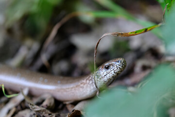Blindschleiche, Westliche Blindschleiche, Anguis fragilis