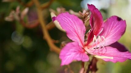 Purple bauhinia orchid tree flower blossom, California USA. Violet exotic tropical bloom, jungle rainforest atmosphere soft focus. Vivid dark magenta natural botanical floral delicate petals close up.