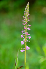 Grasartige Händelwurz, Gymnadenia graminea, Händelwurz