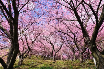 満開の河津桜の林