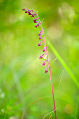 Braunrote Stendelwurz, Rotbraune Stendelwurz, Braunroter Sitter, Epipactis atrorubens
