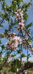 tree blossom