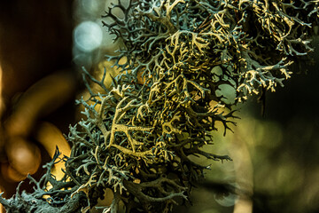 view of a lichen in the middle of a pine forest. madrid.spain - 413748712