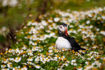 summer portrait of puffin bird in Skomer Island in Wales