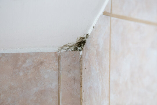 Schimmel in der Ecke