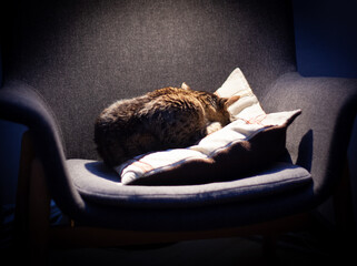 Un chat tigré de dos dort sur un coussin sur un fauteuil en pleine lumière