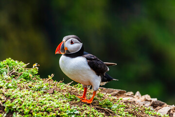 summer portrait of puffin bird in Skomer Island in Wales
