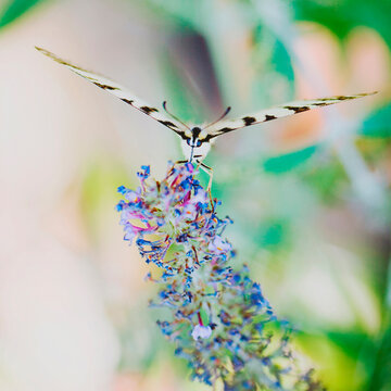 Close-up of scarce swallowtail on Buddleja