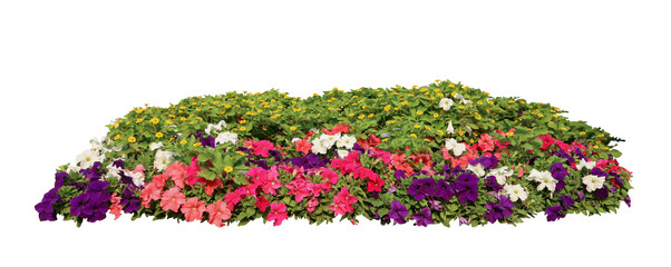 Flower bush tree isolated tropical plant with clipping path.