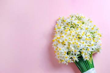 Lush bouquet of white-yellow daffodils isolated on pink background. Tender minimalistic spring flowers composition. Top view, copy space for text, flat lay, close up.