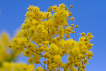 Mimosa tree(Acacia pycnantha, golden wattle) in Italy, Yellow flowering in the park.Isolated on blue sky background.Gold yellow flowers bloom in January to March like full sun.Italian nature ,Italy