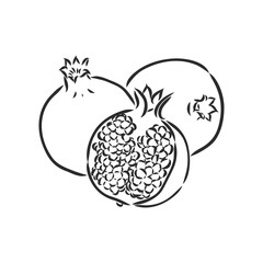 Vector sketch of tropical pomegranate fruit. Round outlines of ripe Garnet isolated on a white background, stock illustration on a horticultural theme. garnet, vector sketch on a white background