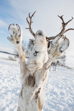 Reindeer rearing up on snowy field against sky