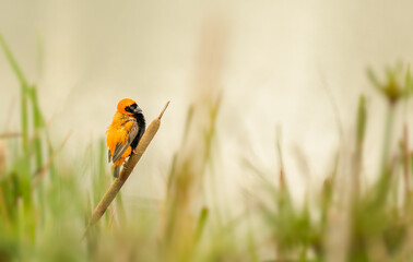 Male southern red bishop Euplectes colorful bird
