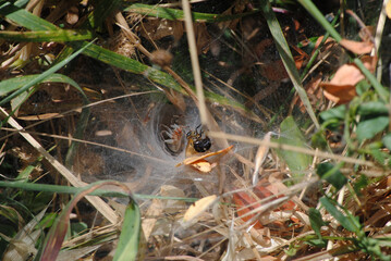 teia de aranha