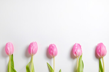 Fresh flower composition, bouquet of bi color pink tulips, isolated on white background. International Women's day, mother's day greeting concept. Copy space, close up, top view, flat lay.