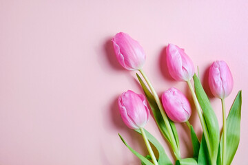 Fresh flower composition, bouquet of bi color pink tulips, isolated on white background. International Women's day, mother's day greeting concept. Copy space, close up, top view, flat lay.