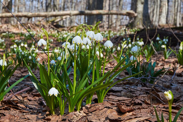 Early spring snowflake flowers (leucojum vernum). White flowers blooming in a spring forest