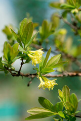 A sprig of honeysuckle with yellow flowers