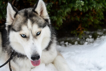 Young and cute Siberian Husky laying in the snow