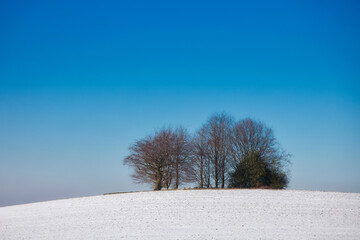 a grove on a snowy hill with blue sky