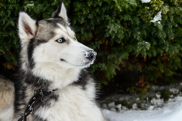Young and cute Siberian Husky laying in the snow