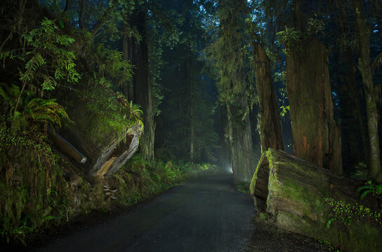 Road amidst forest at Jedediah Smith Redwoods State Park during dusk