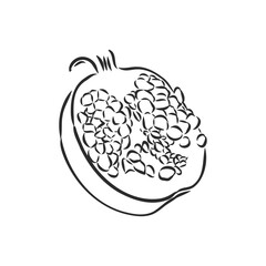 Vector sketch of tropical pomegranate fruit. Round outlines of ripe Garnet isolated on a white background, stock illustration on a horticultural theme. garnet, vector sketch on a white background