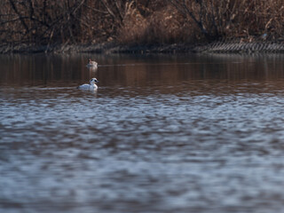 ducks on the lake