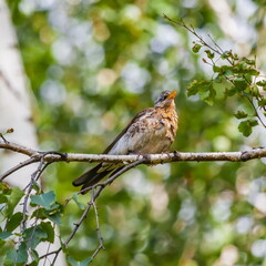 Bird Blackbird on the branch of a birch in summer
