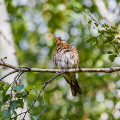 Bird Blackbird on the branch of a birch in summer