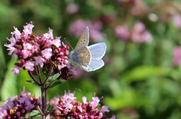 A male Common Blue butterfly, Polyommatus icarus