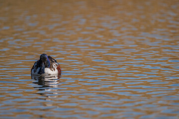 shoebill in the water