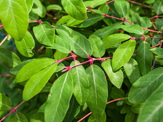 Young shoots of the plant closeup in spring