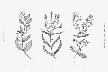 Set of hand-drawn medicinal herbs. Sprigs of Verbena, Lawsonia, Camphor vector illustration. Botanical retro image for a floral background. Design element for postcard, poster, cover, invitation.