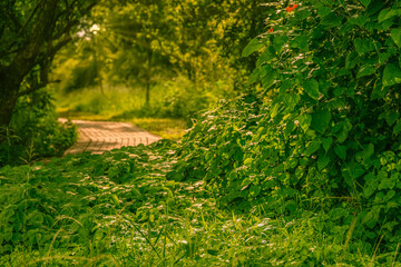 A bed of lush green leaves foliage and a pathway with sunrays shining through