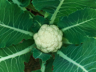 Cauliflower grows in organic soil in the garden on the vegetable area. Cauliflower head in natural conditions, close-up
