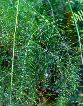 Drops of water after rain on the branches of asparagus (Background, banner, Wallpaper, texture)